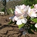 - Fiori di Mela Annurca - - 24 Aprile 2020