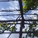 -Pergola di Uva fragola.
Aprile - -