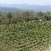 -Piana Terra rossa (Argilla) - - Aprile 2020