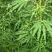 -cannabis sativa - -cannabis sativa