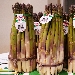 Asparagi - -