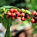 Drupe del caff - -