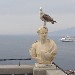 Gabbiano nella terrazza del Grand Hotel Vittoria di Sorrento (Napoli) - Luigi Farina (lfarina52@yahoo.it) - inserita il 25 Maggio 2005