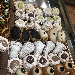 Pasticceria mignon - -