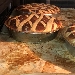 Pastiere appena sfornate - -