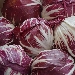 Radicchio di Chioggia IGP - -