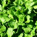 Rucola - -