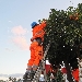 SorrentoOrangeWeek - inizia la raccolta delle arance amare - -