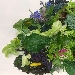 Orto di Primavera - Erbe spontanee; Borragine, Cardi, Cicoria, Scarola liscia, Scarola riccia, Bieta Gialla, Bianca, Rossa. Cavolo nero Toscano, Torzelle: Viola, Verde, Scura.