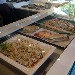 Pasticceria salata. - -